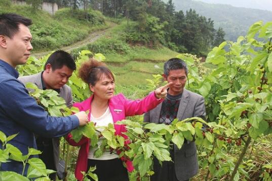 阳泉山庄果桑园