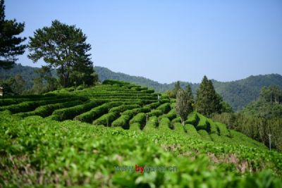 金秋湖茶博园景区