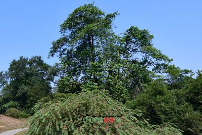 野生桄榔林