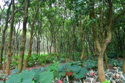 香港龙虎山郊野公园