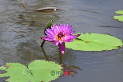 饶平普光禅寺