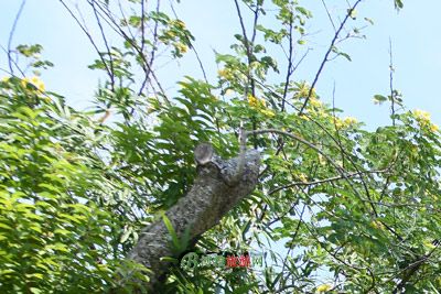 黎阳故城遗址