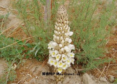 和田管花肉苁蓉