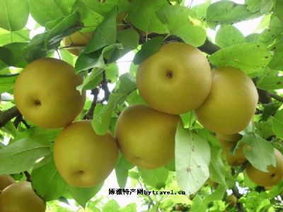 上海蜜梨