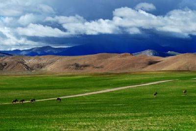 藏北大草原