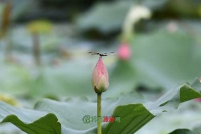 辛堡梁万亩林海景区