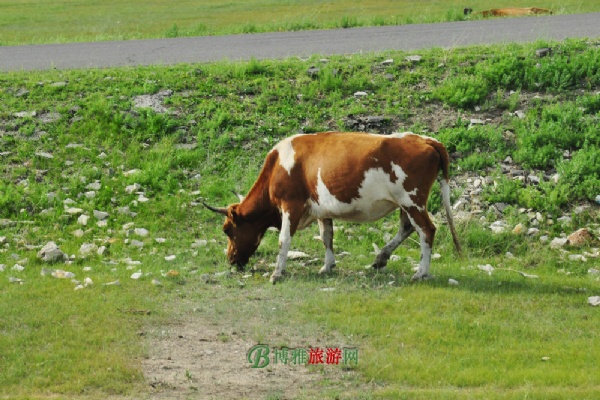 呼伦贝尔大草原