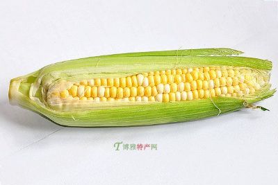滦平玉米