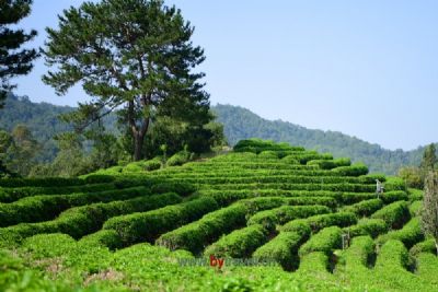 云峰茶谷旅游景区