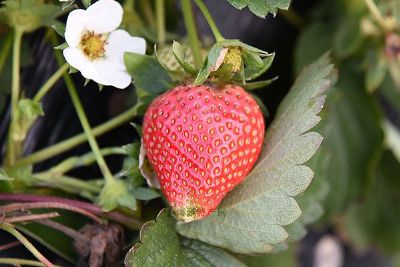 灵川草莓