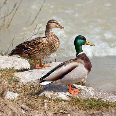 淮阴绿头鸭