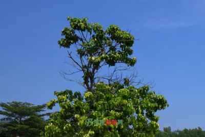 铅南沟遗址