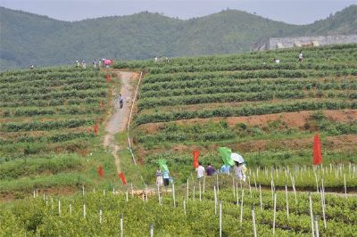 蓝玉蓝莓基地