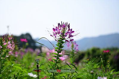 玛沁白塔