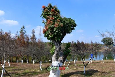 天涯一棵树