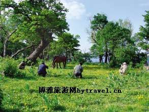 四方顶子高山植物园