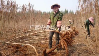 武鸣木薯