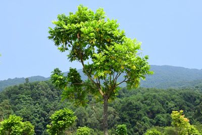 小西天三壮土墓