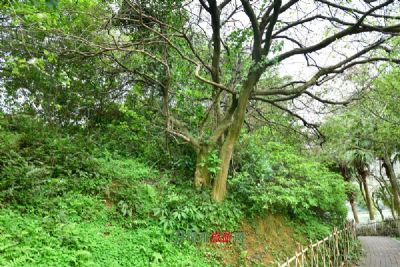 莲花山森林公园风景区