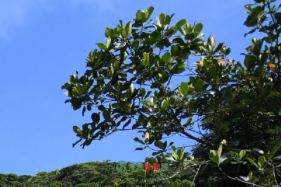 金山坟古文化遗址