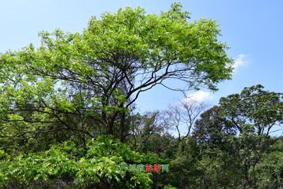 花梨岭天主教堂