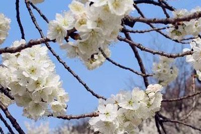 沙河樱花谷景区