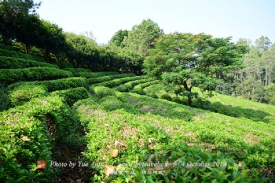 渠江大安村及茶园