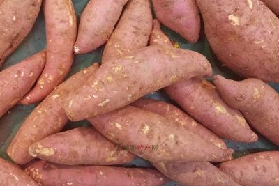 孟村红薯