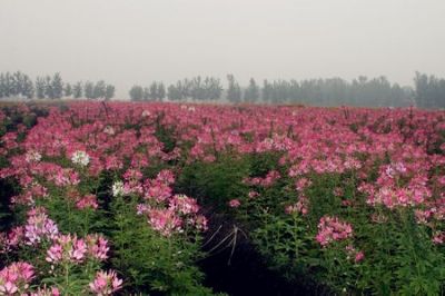 花仙子万花园