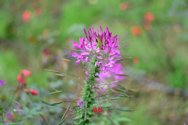 福州花海公园