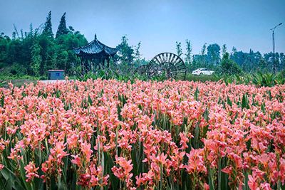 泉映梨花旅游景区