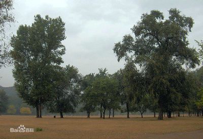 柴达木梭梭林自然保护区