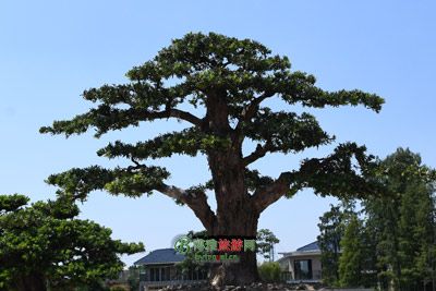 女王城遗址