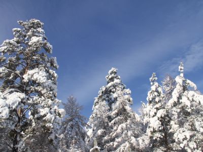 黑龙江北极村国家森林公园