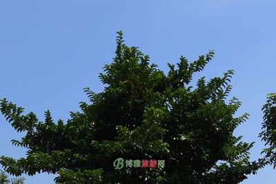 白河口遗址