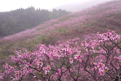 丹棱·桃花源景区