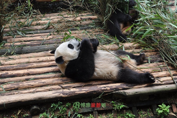 福州海峡熊猫世界